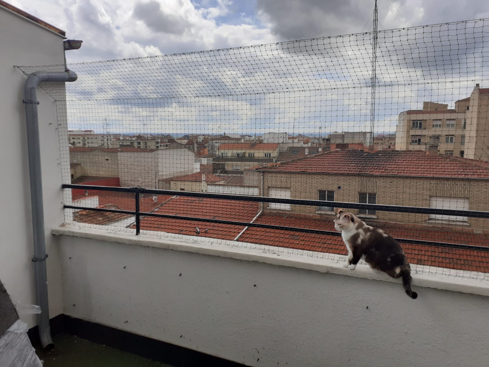 Expectativa Motivar Opresor Red para gatos en terraza